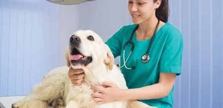 waterproof construction board veterinary industry waterproof construction board veterinary industry